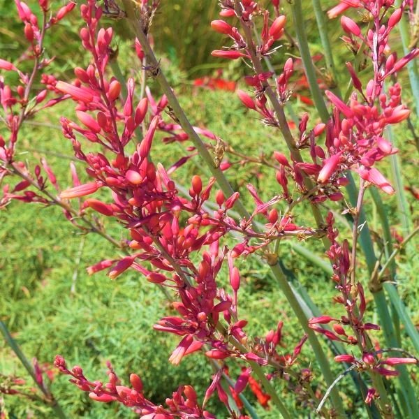 Red Yucca – Drought-Tolerant Evergreen with Coral-Red Flowers