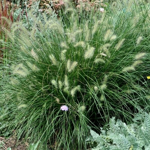 Dwarf Fountain Grass (Pennisetum alopecuroides) – Quart Container