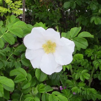 White Rugosa Rose (Rosa rugosa) – #3 Container